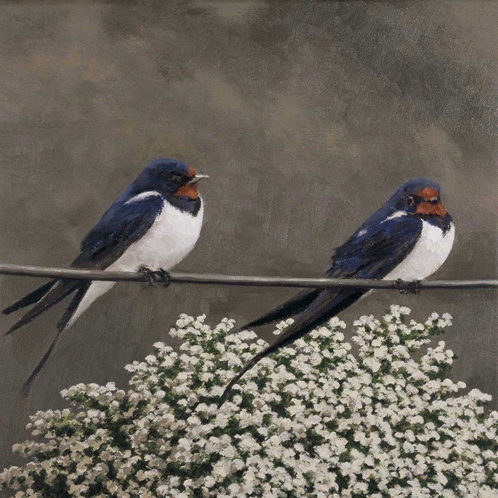 Swallows In May