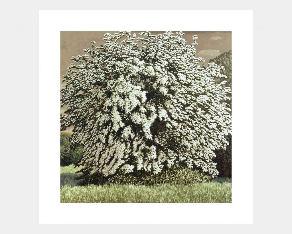 May Tree II