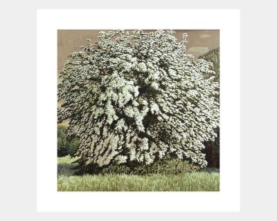 May Tree II