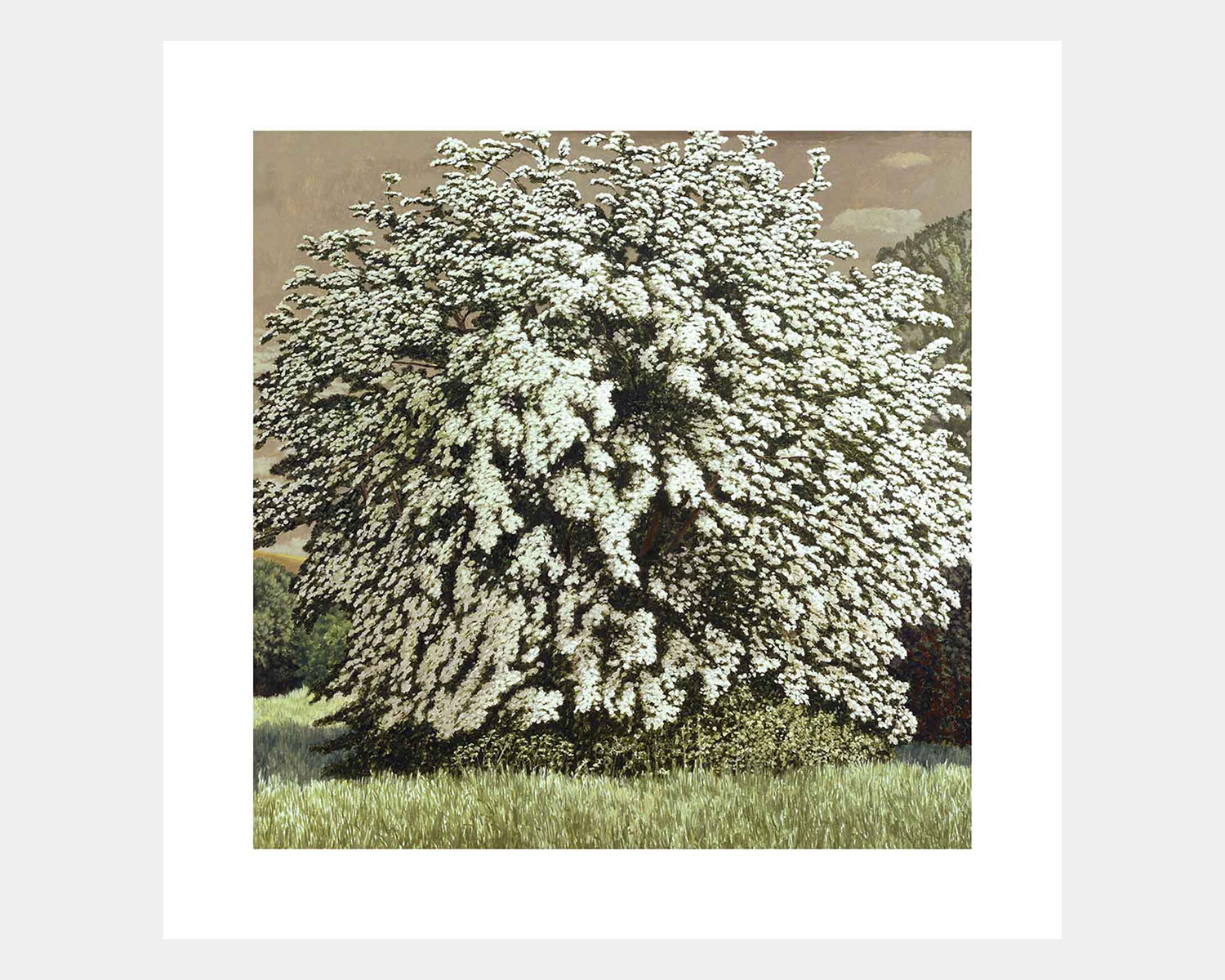 May Tree II - Image 1