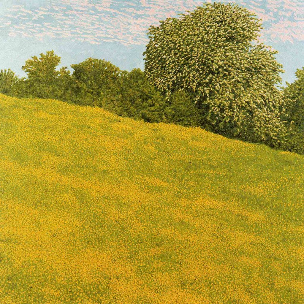 Buttercup Field Clyro