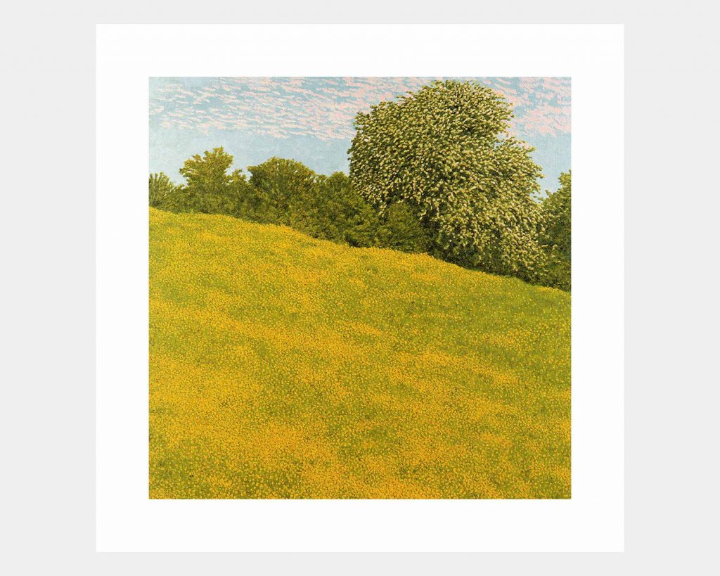 Buttercup Field Clyro